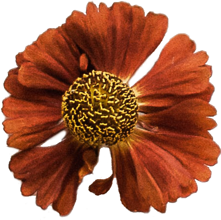 dried red flower
