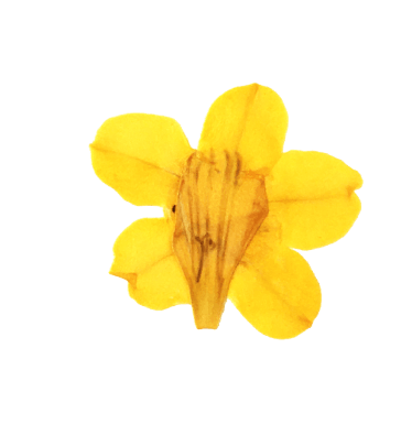 dried yellow flower